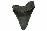 Serrated, Fossil Megalodon Tooth - South Carolina #356848-1